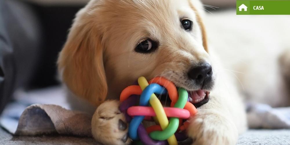 Assicurazione animali domestici